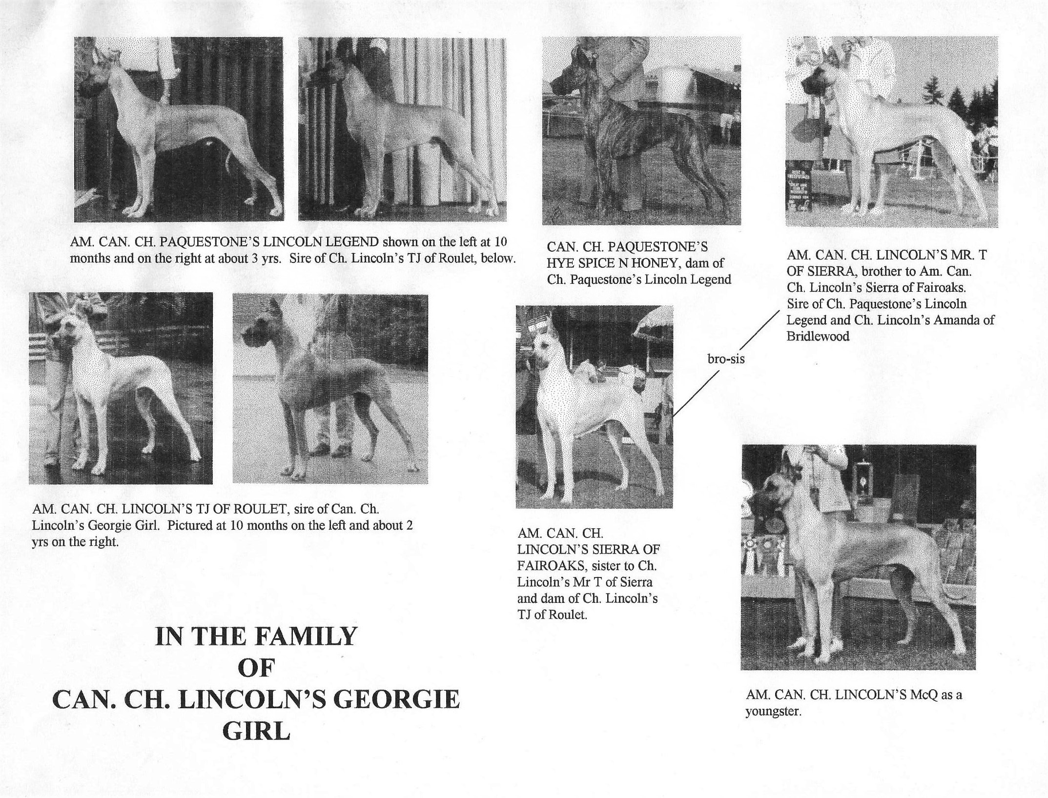 Family of Can Ch Lincoln's Georgie girl